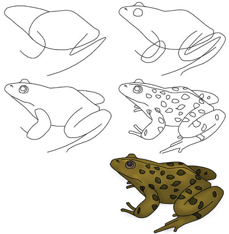 Легкие лягушки. Как нарисовать лягушку поэтапно для детей. Лягушка сбоку рисунок. Рисунок жаба для детей пошагово. Лягушка рисунок для детей карандашом поэтапно.