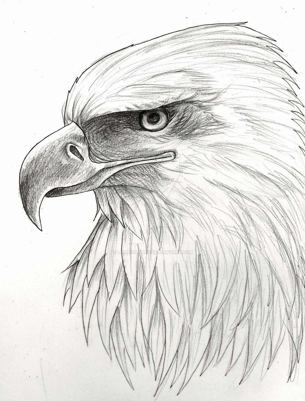 Рисунок орла. Орел карандашом. Рисунок орла для срисовки. Рисунки Орлов. Рисунок орла карандашом для срисовки.