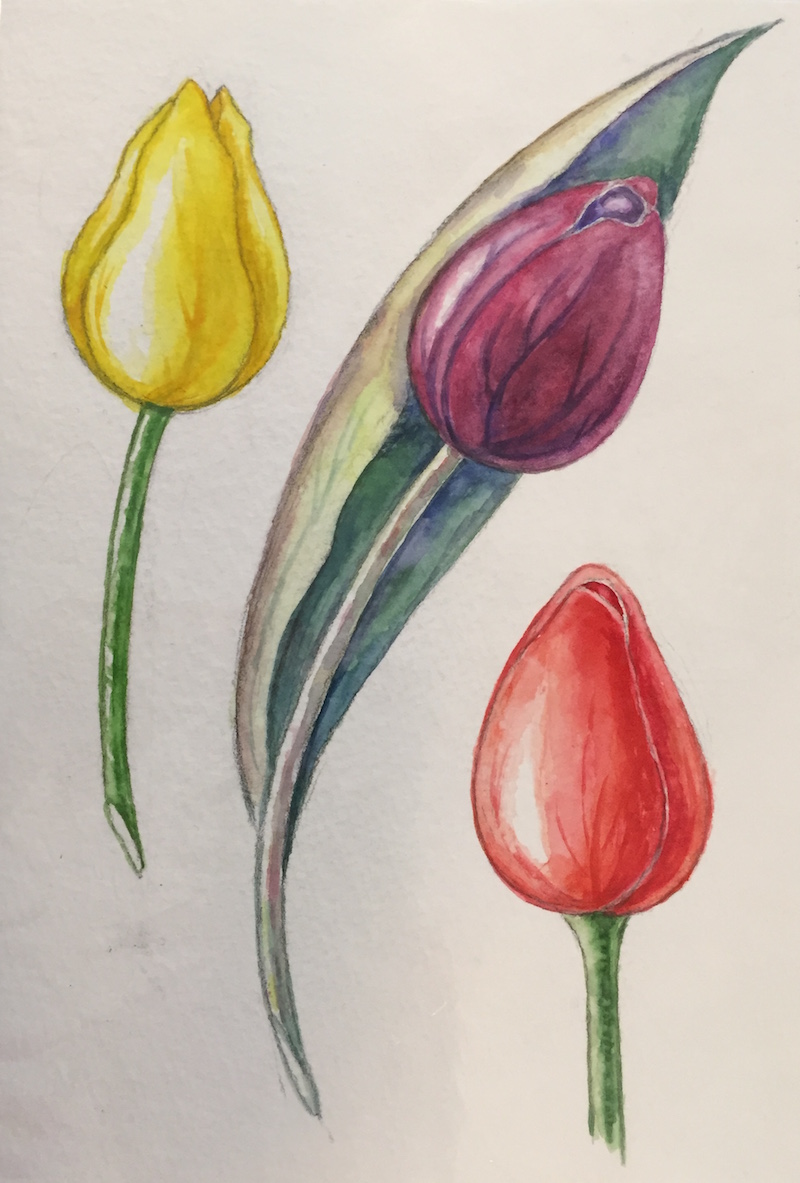 Как нарисовать тюльпаны карандашом поэтапно. Тюльпаны рисунок. Пошаговое рисование тюльпанов. Тюльпаны карандашом. Этапы рисования тюльпана.